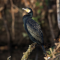 Rusnės saloje – antra pagal gausą kormoranų kolonija